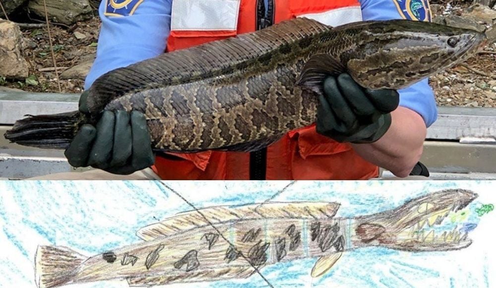 Specialist: Invasive snakehead fish impacts Susquehanna River