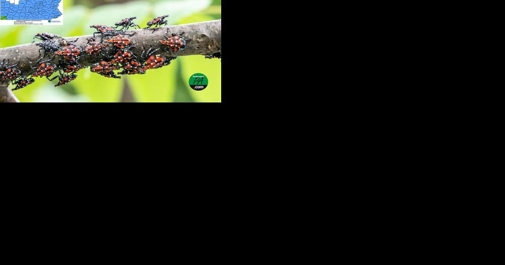 Pa. expands spotted lanternfly quarantine - Vimarsana News