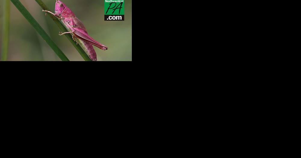 Rare pink grasshopper sighted for the first time in Pennsylvania - Vimarsana News