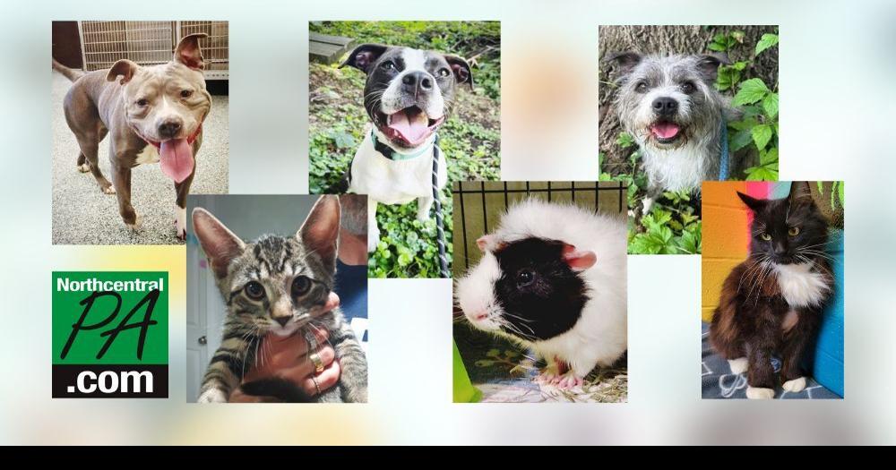 County SPCA hopes to raise 100,000 Community