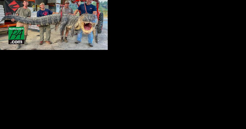 Massive alligator breaks state record - Vimarsana News