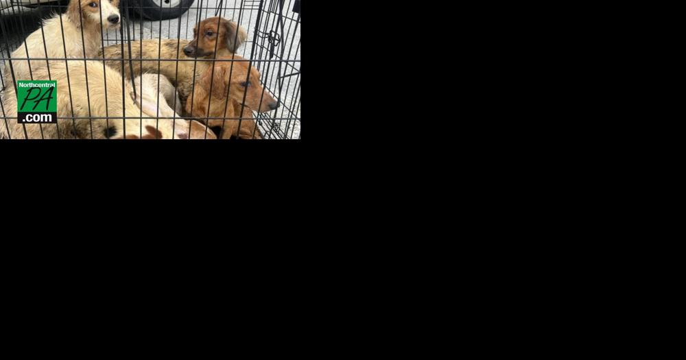 170 dogs rescued from Pennsylvania home - Vimarsana News