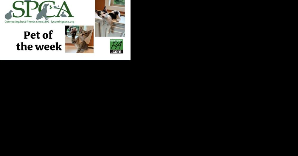 SPCA Pets of the week: Angel Falls and Mattie - Vimarsana News