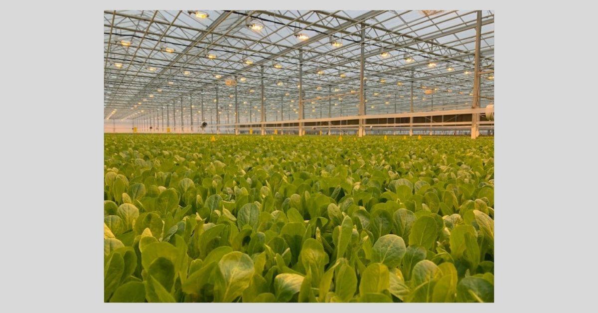 Largest sustainable greenhouse opens in PA Local