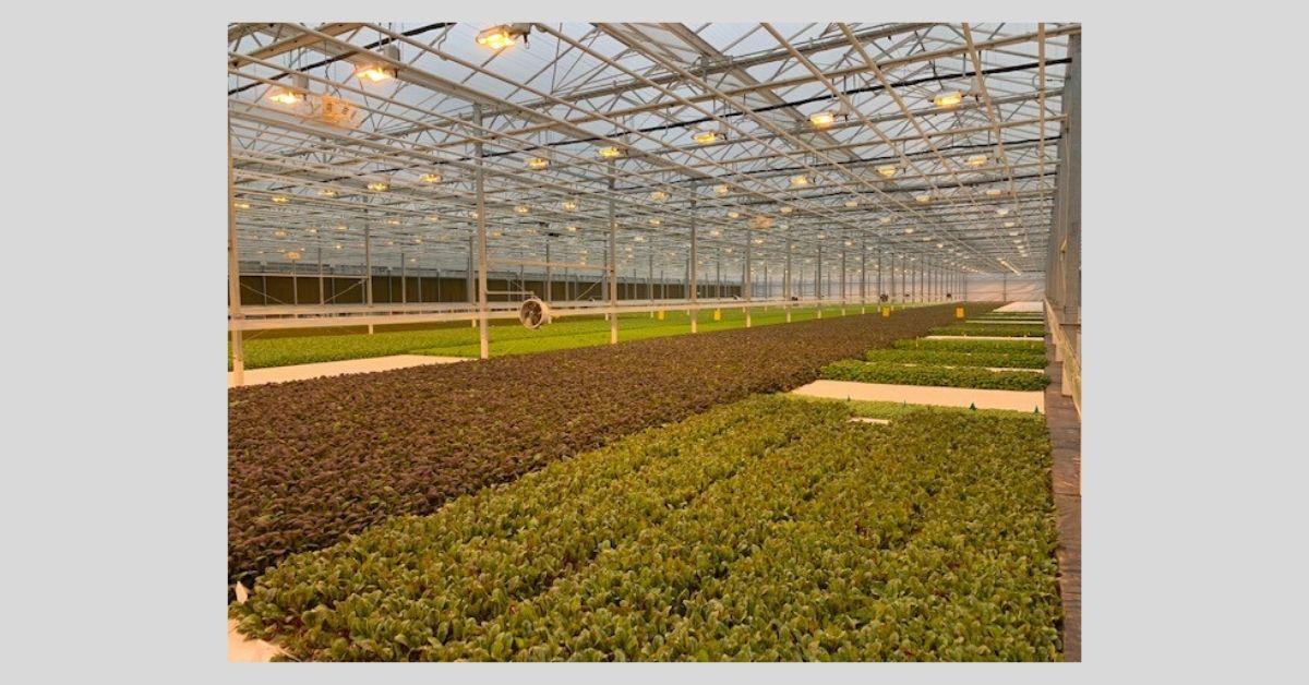 Largest sustainable greenhouse opens in PA Local