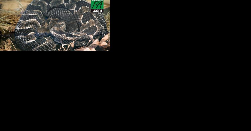 Gmeiner offers free educational event on rattlesnakes - Vimarsana News