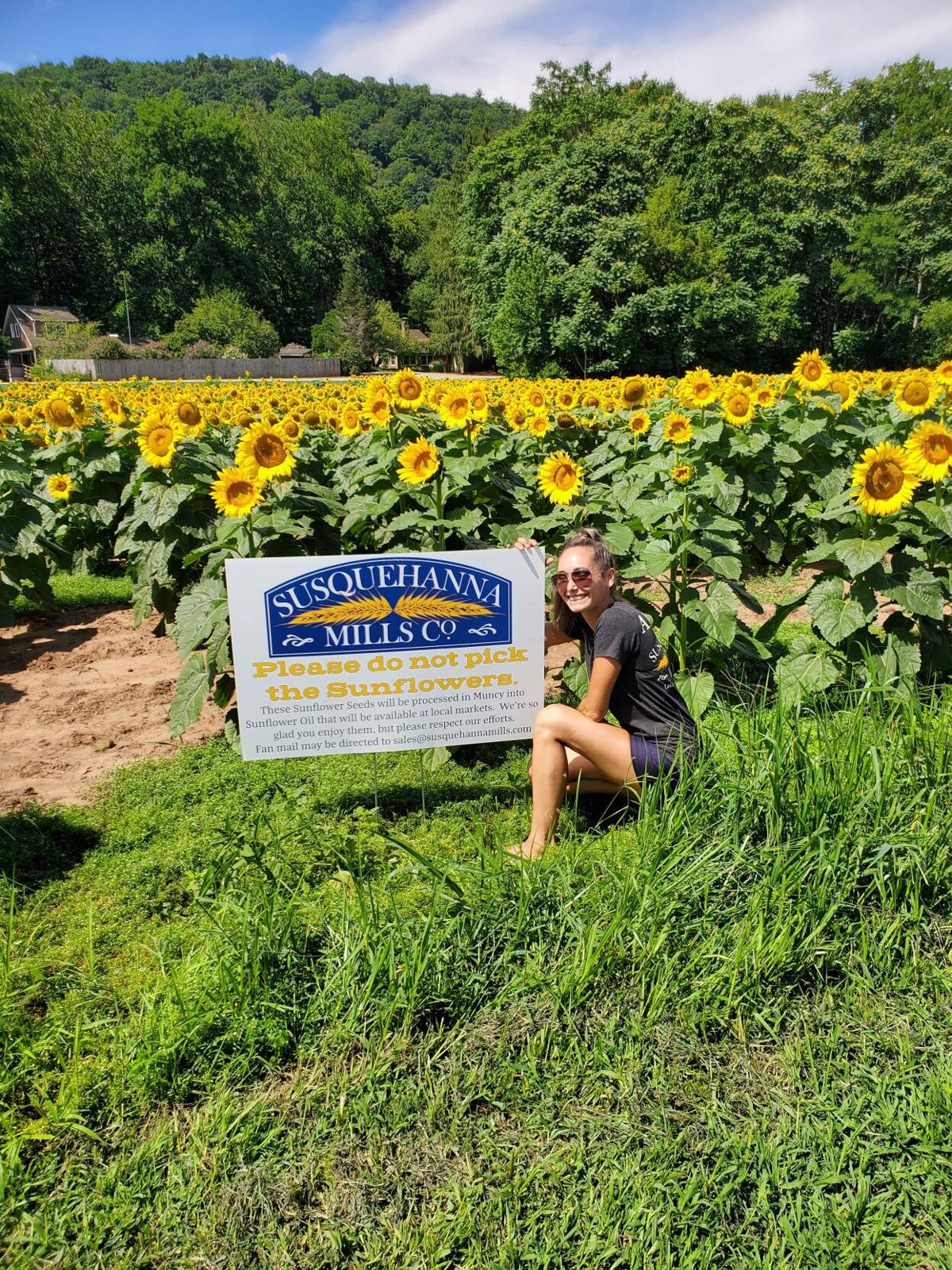 Private Sunflower Field Becomes Summer Selfie Paradise Local Business News Northcentralpa Com