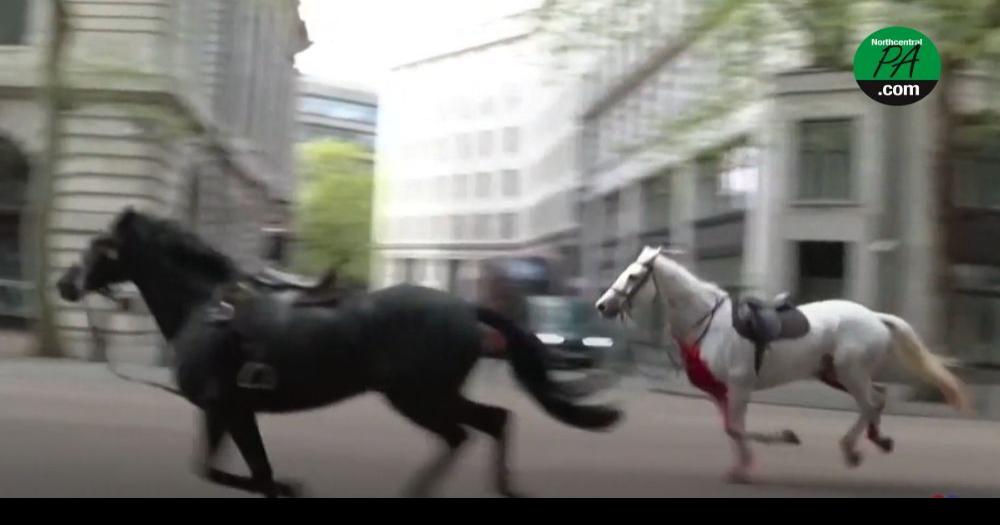 Elite military horses cause chaos in downtown London after breaking loose | News