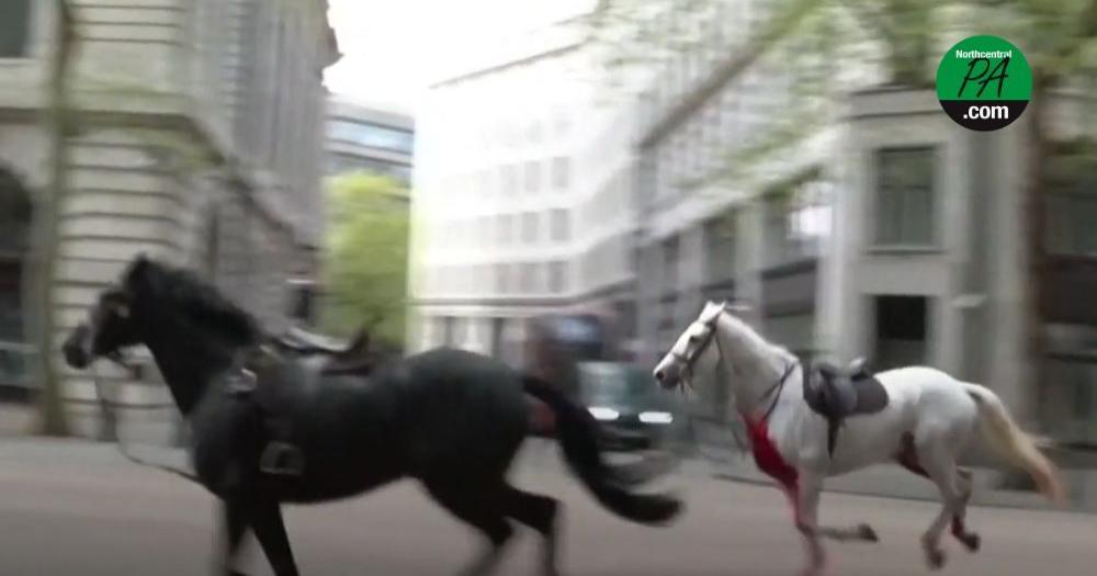 Elite military horses cause chaos in downtown London after breaking loose | News