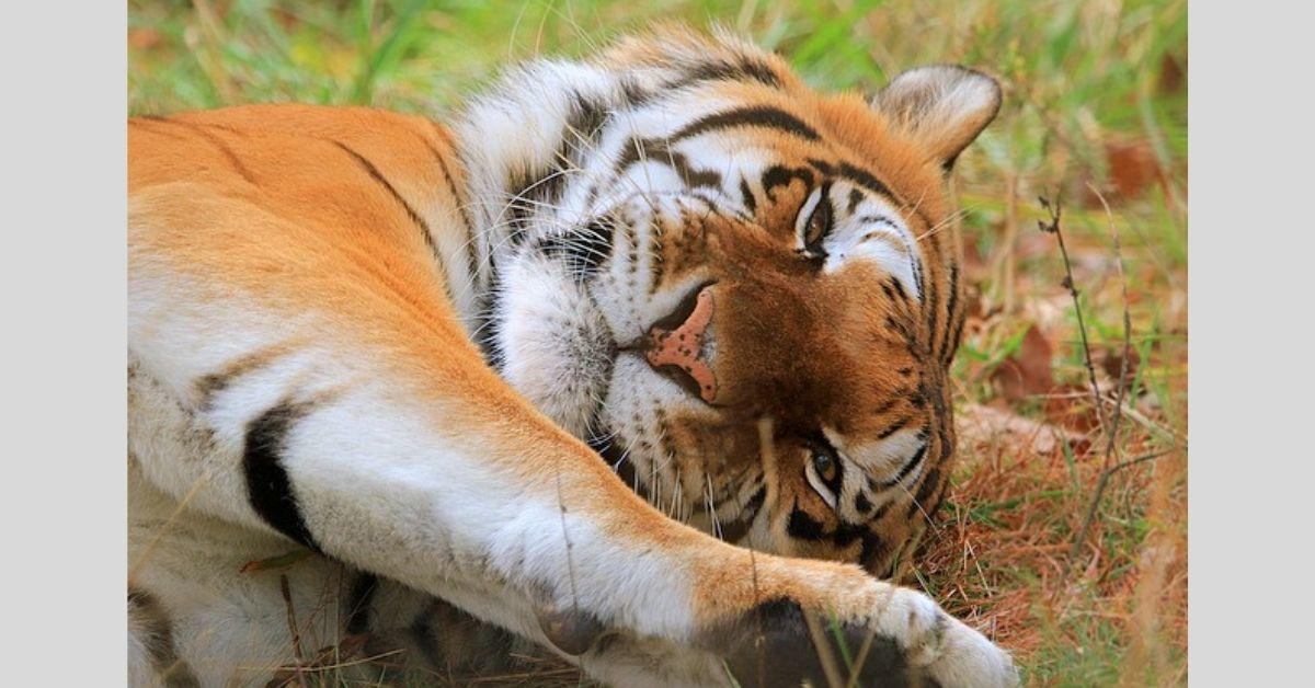 T D Cats Of The World Introducing Five New Tigers This Season