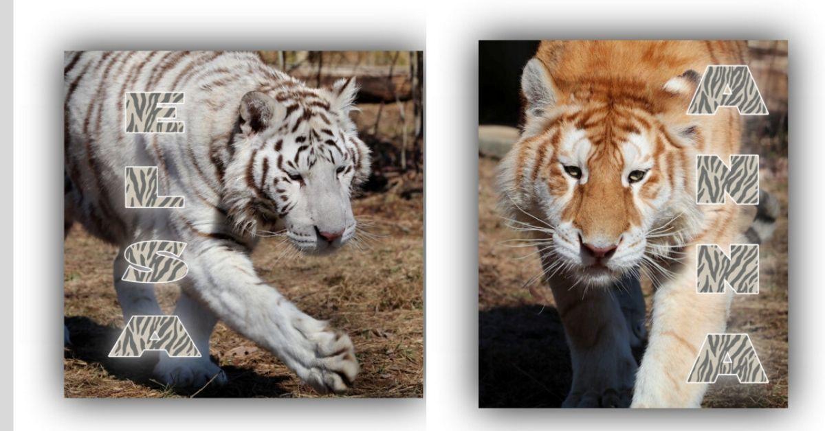 T D Cats Of The World Introducing Five New Tigers This Season