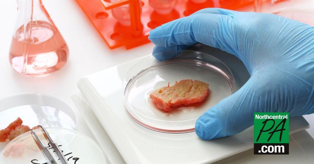 US approves chicken made from cultivated cells, the nation's first 'lab-grown' meat - Vimarsana News