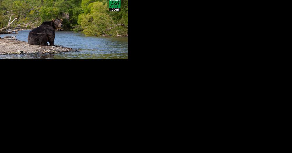 Over 2,900 bears harvested in Pa. last year - Vimarsana News