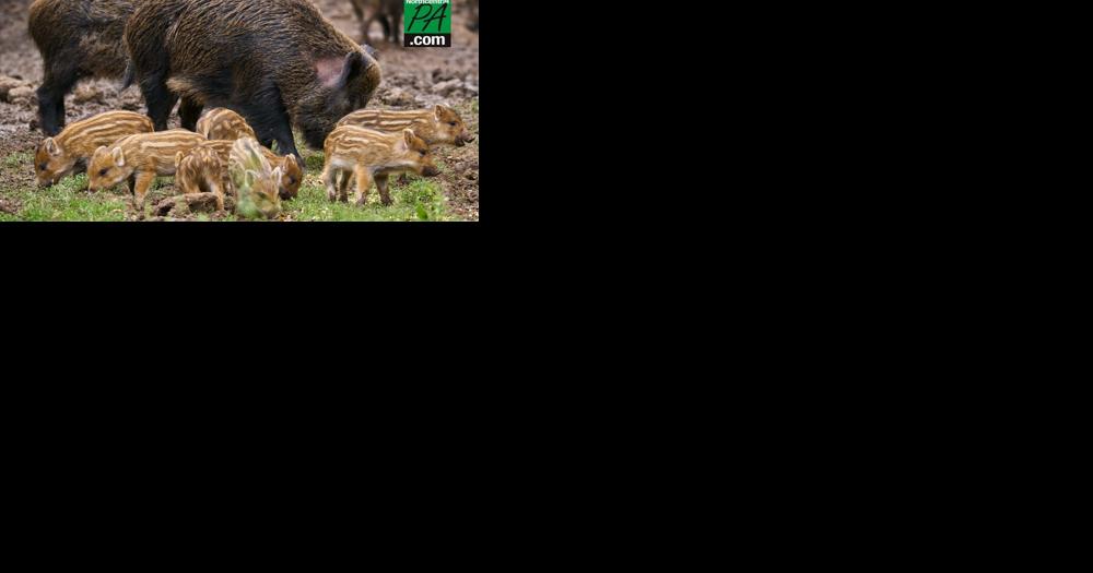 Wild hogs now spotted in over 20% of Pa. counties - Vimarsana News