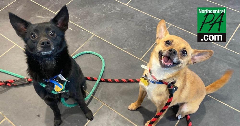 Danville SPCA to waive all dog adoption fees this Saturday | News
