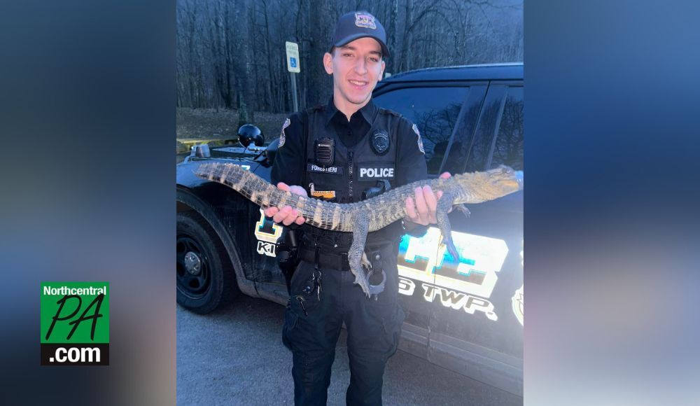 Alligator Rescued From Pa. River Finds New Home | News | Northcentralpa.com