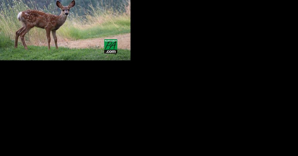 Up to 40 deer dead in Pa. due to disease outbreak - Vimarsana News