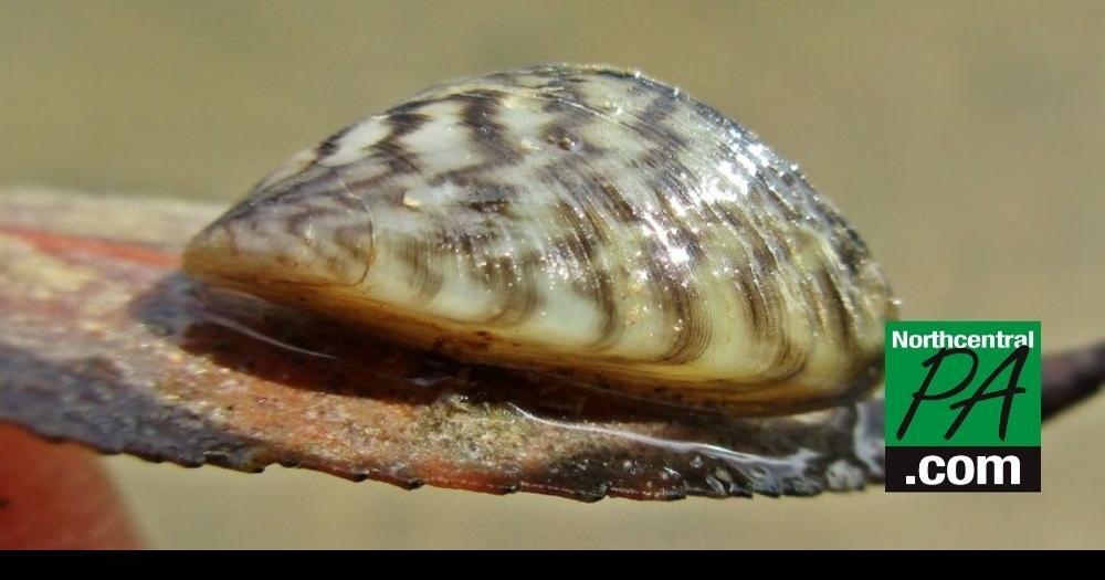 Harmful Zebra Mussels invade Raystown Lake Life