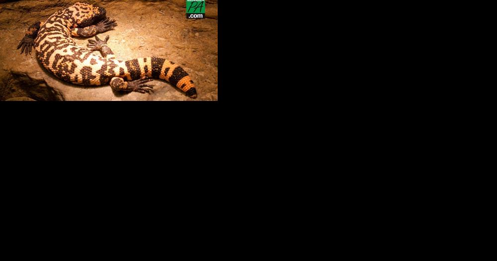 Man dies after bite from pet Gila monster - Vimarsana News