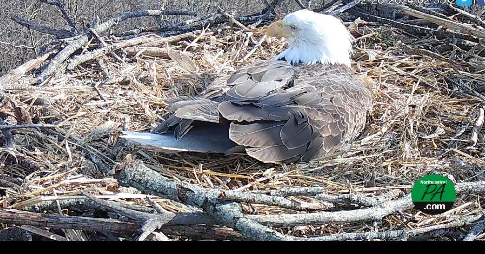 Hanover Bald Eagles have lay first egg of 2024 | Life | northcentralpa.com