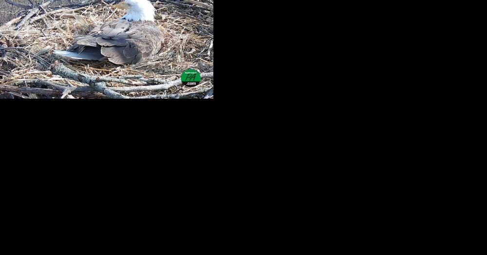 Hanover Bald Eagles have lay first egg of 2024 - Vimarsana News