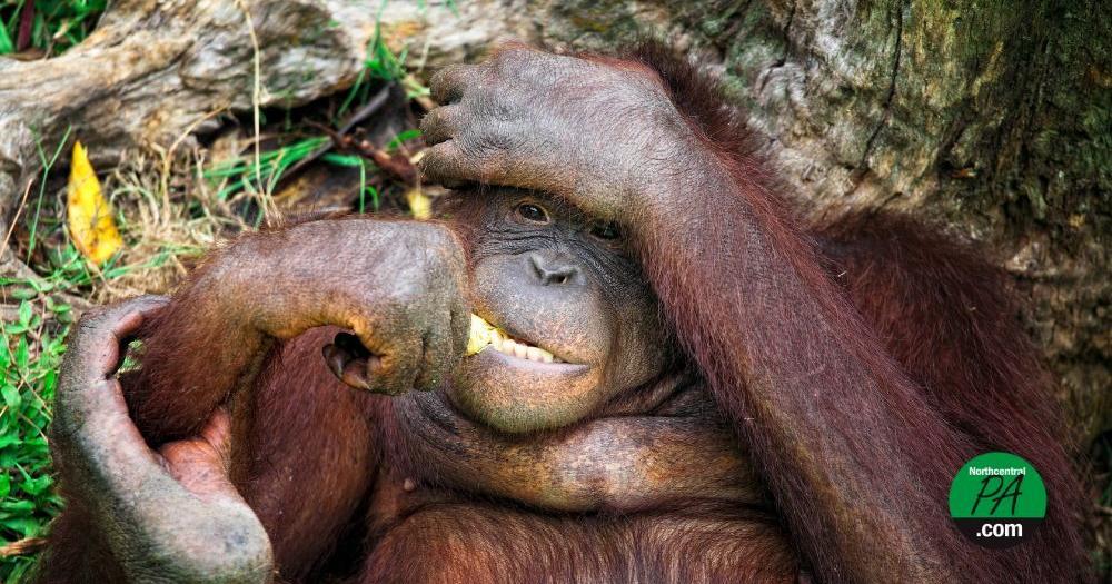 Animals self-medicate with plants — behavior of people have observed and emulated for millennia - Vimarsana News