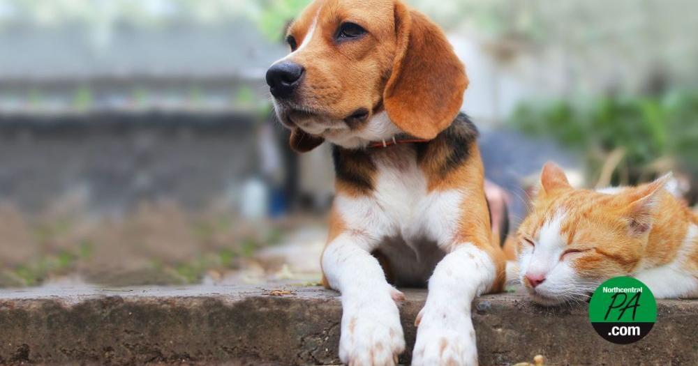 Majority of polled Pennsylvania voters back 'Beagle Bill' Danielle Smith, Keystone State News Jul 16, 2026 10 sec ago