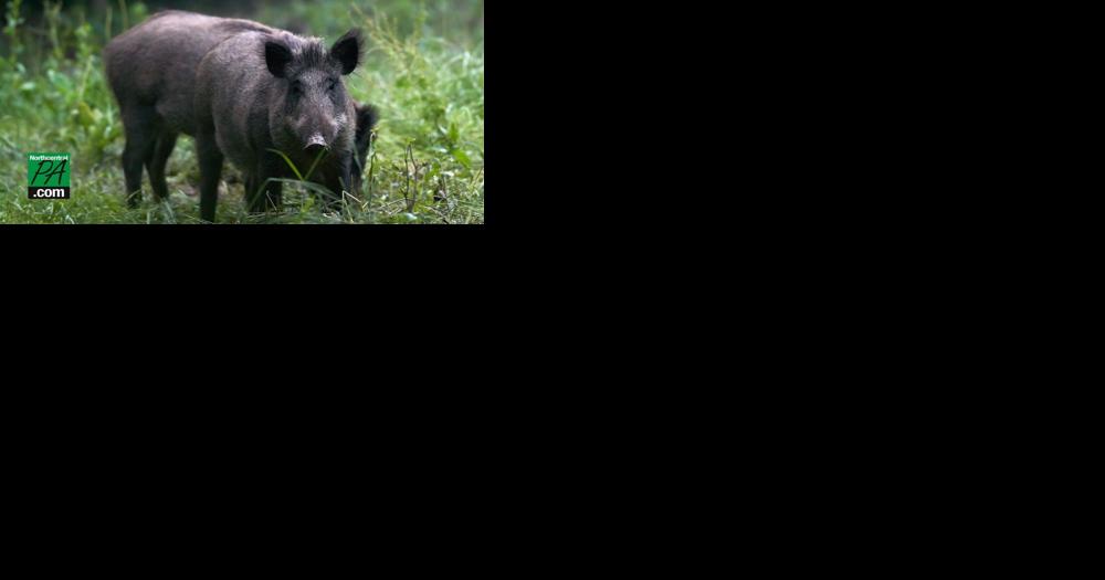 Wild 'super pigs' from Canada could become a new front in the war on feral hogs | News - Vimarsana News