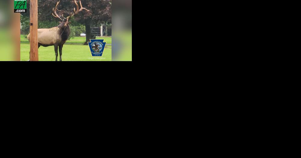 PA Game Commission frees elk from telephone wire entanglement - Vimarsana News