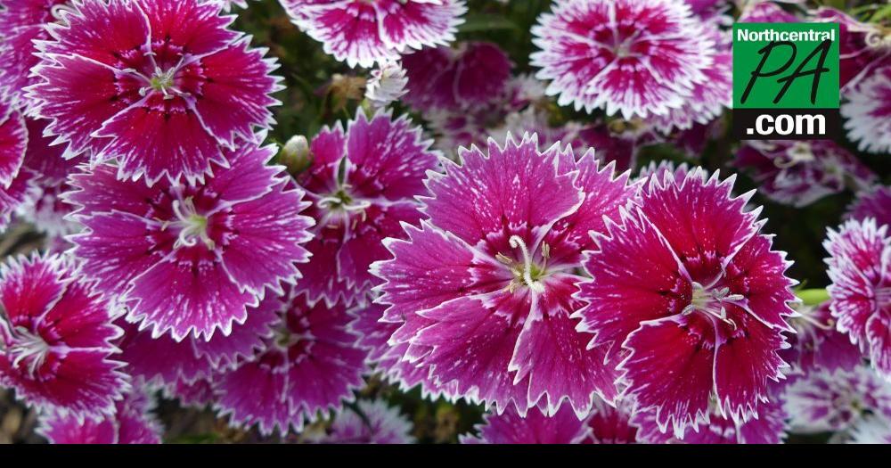 Lowe's hosts free Mother's Day plant giveaway Life