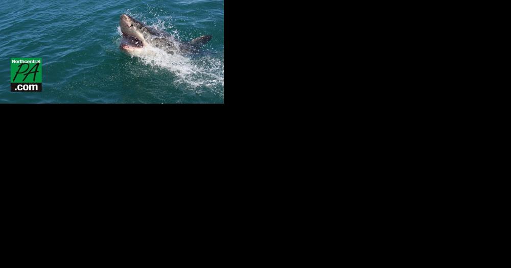 Pennsylvanian attacked by shark while on Florida vacation - Vimarsana News