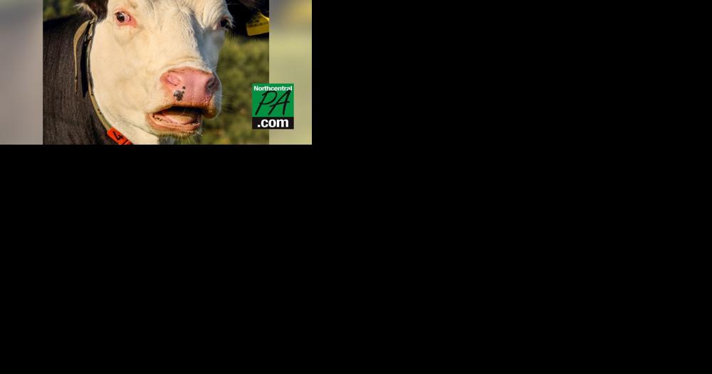 Text alerts warn Central PA students of 'aggressive cow' running towards campus - Vimarsana News