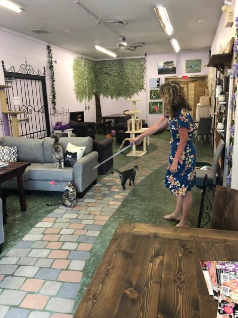  Cat  Tales Cat  Caf  is the Purrfect new spot in 
