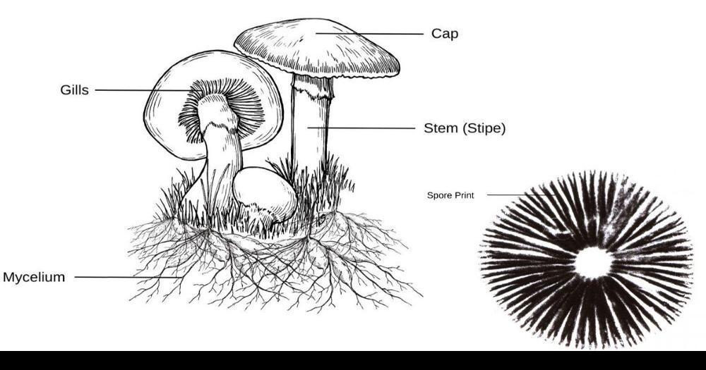 mushroom diagram