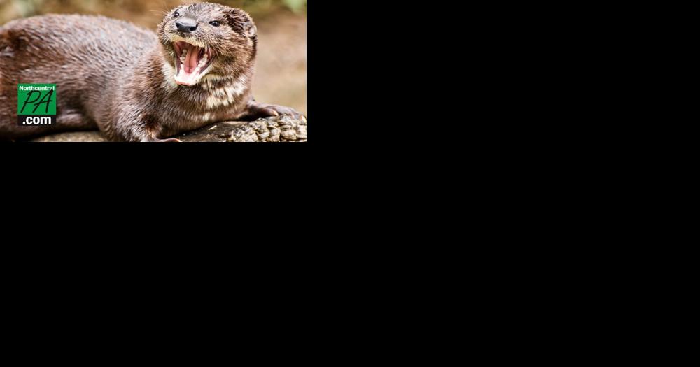 Three injured following rare otter attack - Vimarsana News