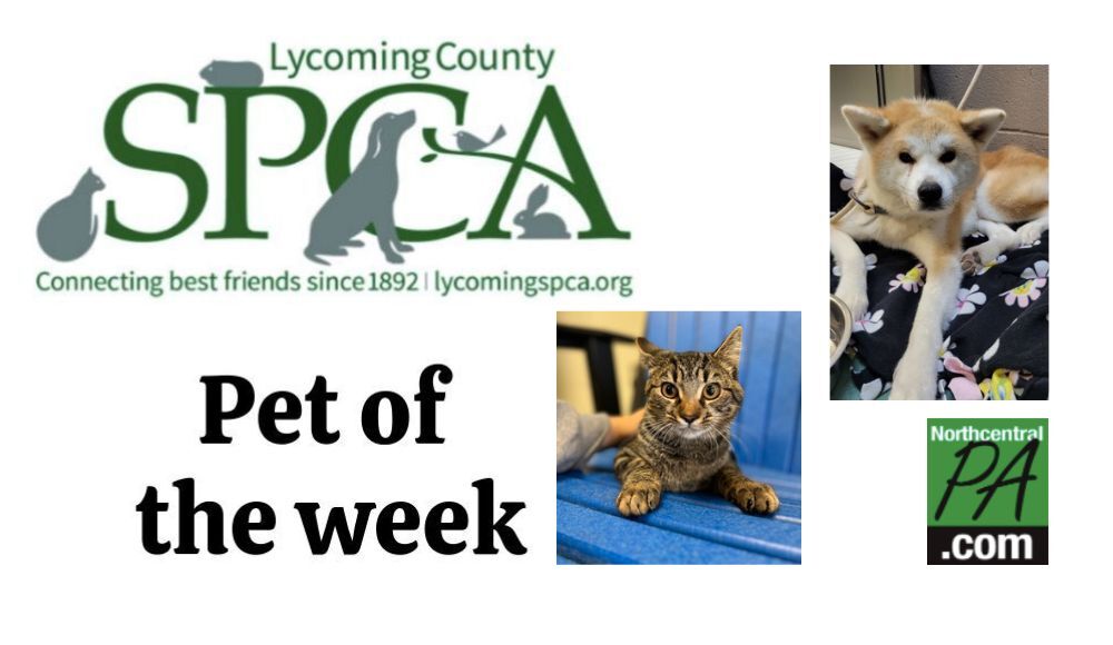 SPCA Pets of the week: Hachi and Jacob