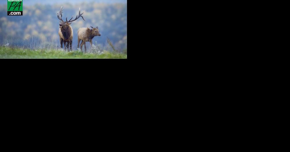 Game Commission elk cam offers viewer close up - Vimarsana News