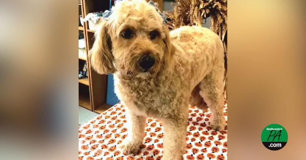 Dog reunited with owner after 16-month search - Vimarsana News