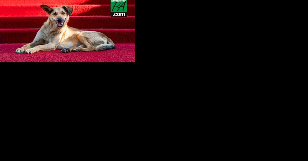 Lycoming County SPCA to host annual fundraiser this week - Vimarsana News