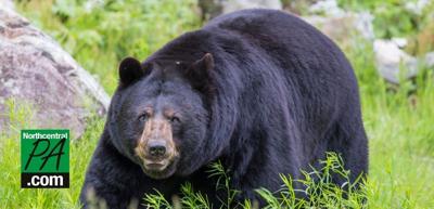 Bear Harvest Totals Are In Local County Takes Top Spot Outdoors Northcentralpa Com