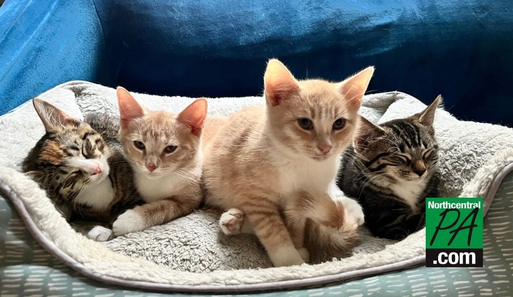 Cherished cats rescue hot sale alliance