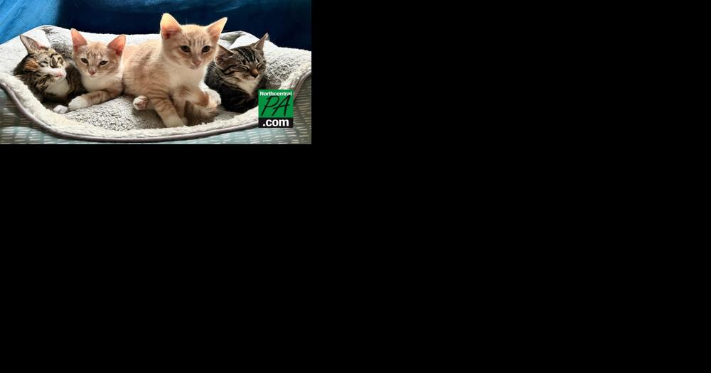 Cherished Cats Rescue Alliance to hold event - Vimarsana News
