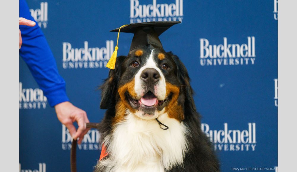 Bucknell's Public Safety Dog Earns Therapy Dog Certification ...