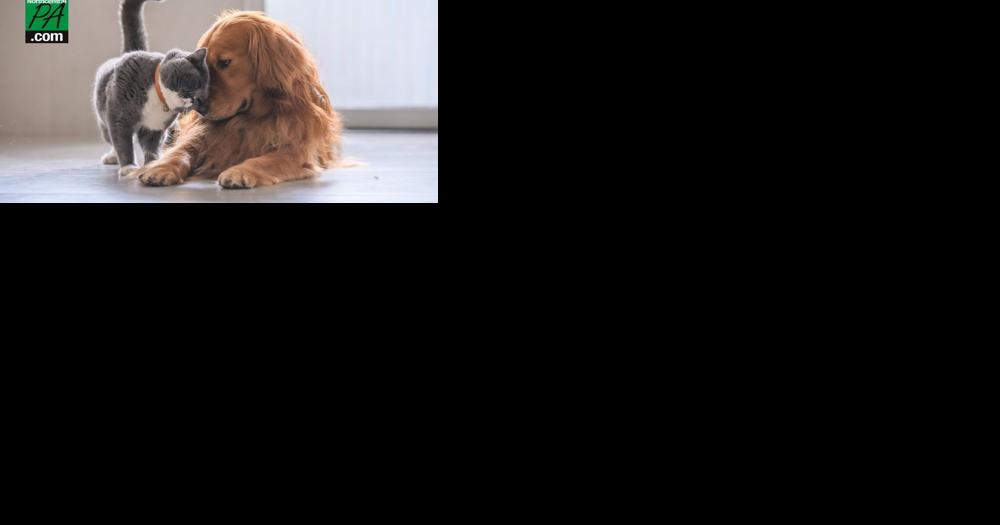 Fur-ocious Showdown: Does Pa. prefer dogs or cats? - Vimarsana News