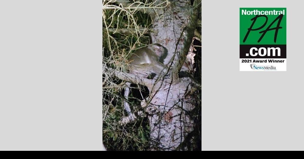 Investigation opened into treatment of monkeys involved in crash near