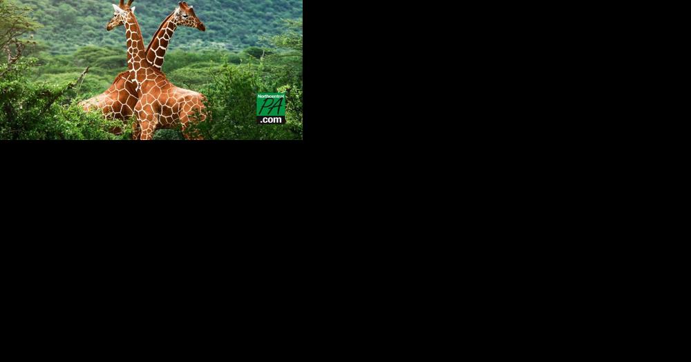 Giraffes could go extinct: the 5 biggest threats they face - Vimarsana News