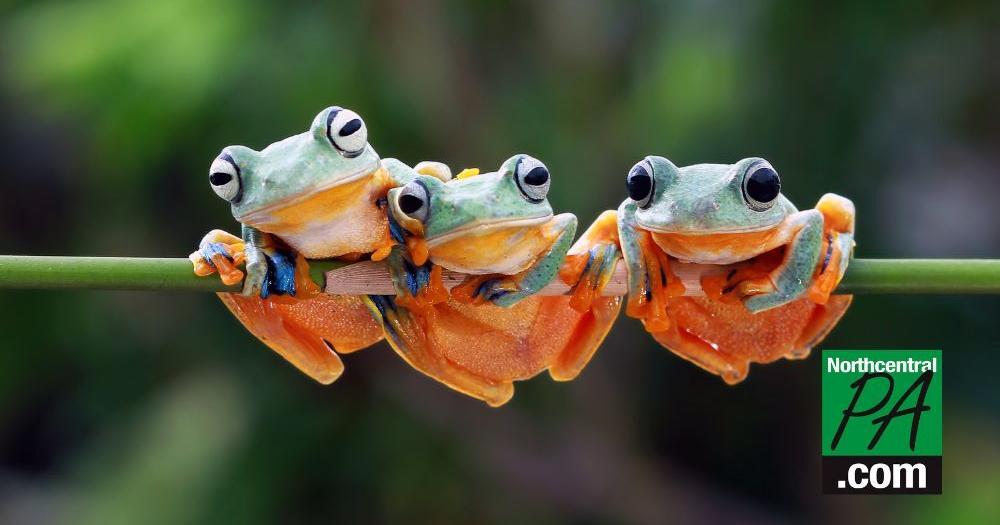 Amphibians are the world's most vulnerable animals and threats are increasing - Vimarsana News