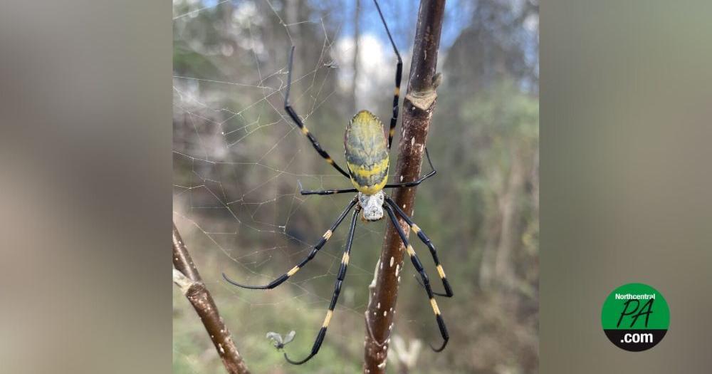 Massive Joro spiders set to swarm northeast - Vimarsana News