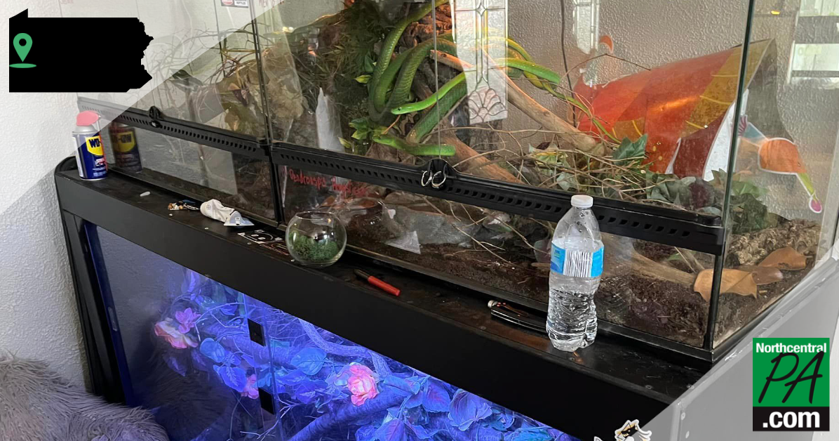 Man found dead in Pennsylvania home with over a hundred dangerous reptiles | Trending Man found dead in Pennsylvania home with over a hundred dangerous reptiles | Trending