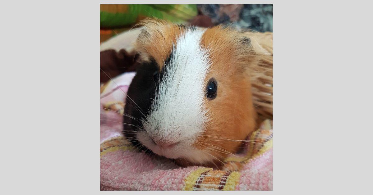 PA State Police tipped to case of cruelty and abuse by Clinton Co. animal breeder | Crime Reports PA State Police tipped to case of cruelty and abuse by Clinton Co. animal breeder | Crime Reports